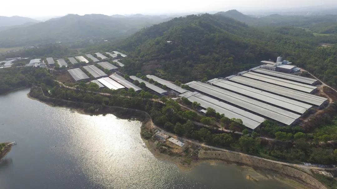 【“新恒峰国际 新风采”专题报道】省食品：在履职尽责中展现国企新风采 全力保障大湾区“菜篮子”工程